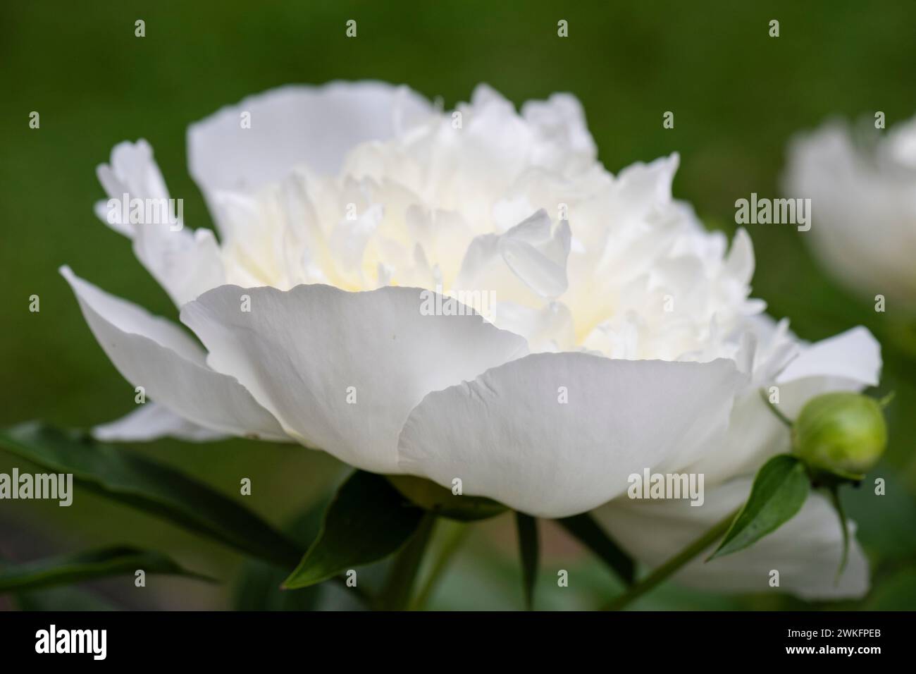 paeonia lactiflora, gemeinsamer Garten Pfingstrose wächst im Hüttengarten, Brownsburg-Chatham, Quebec, Kanada Stockfoto