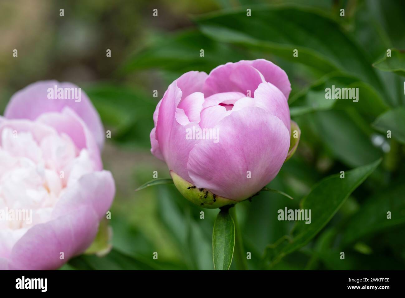 paeonia lactiflora, gemeinsamer Garten Pfingstrose wächst im Hüttengarten, Brownsburg-Chatham, Quebec, Kanada Stockfoto