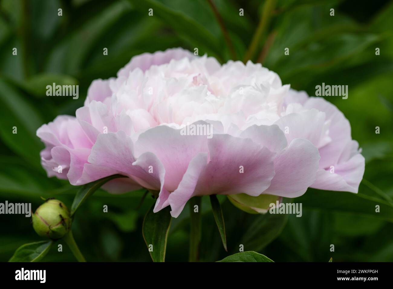 paeonia lactiflora, gemeinsamer Garten Pfingstrose wächst im Hüttengarten, Brownsburg-Chatham, Quebec, Kanada Stockfoto