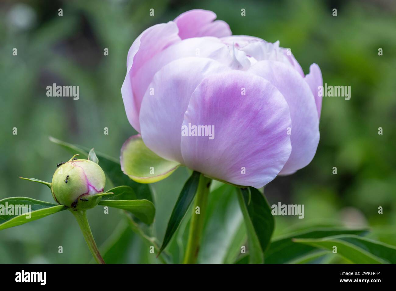 paeonia lactiflora, gemeinsamer Garten Pfingstrose wächst im Hüttengarten, Brownsburg-Chatham, Quebec, Kanada Stockfoto