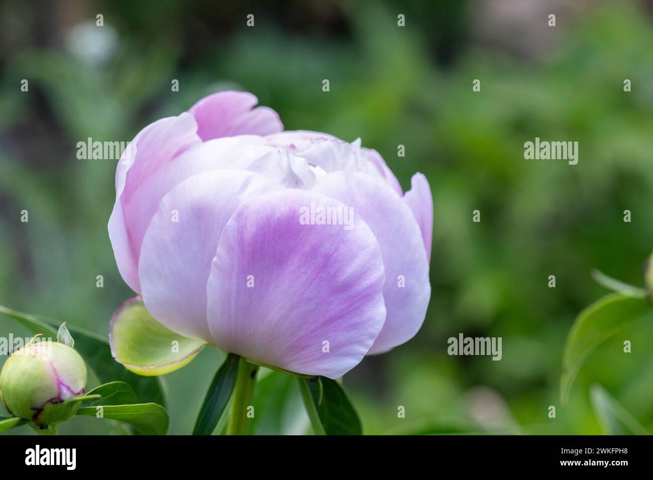 paeonia lactiflora, gemeinsamer Garten Pfingstrose wächst im Hüttengarten, Brownsburg-Chatham, Quebec, Kanada Stockfoto