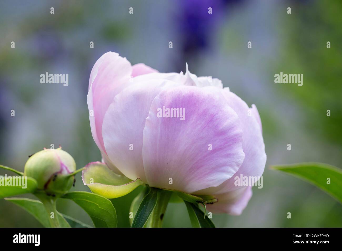 paeonia lactiflora, gemeinsamer Garten Pfingstrose wächst im Hüttengarten, Brownsburg-Chatham, Quebec, Kanada Stockfoto