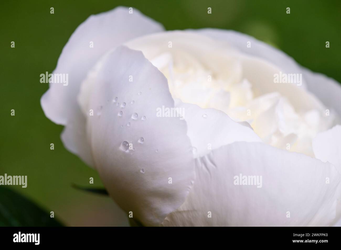 paeonia lactiflora, gemeinsamer Garten Pfingstrose wächst im Hüttengarten, Brownsburg-Chatham, Quebec, Kanada Stockfoto