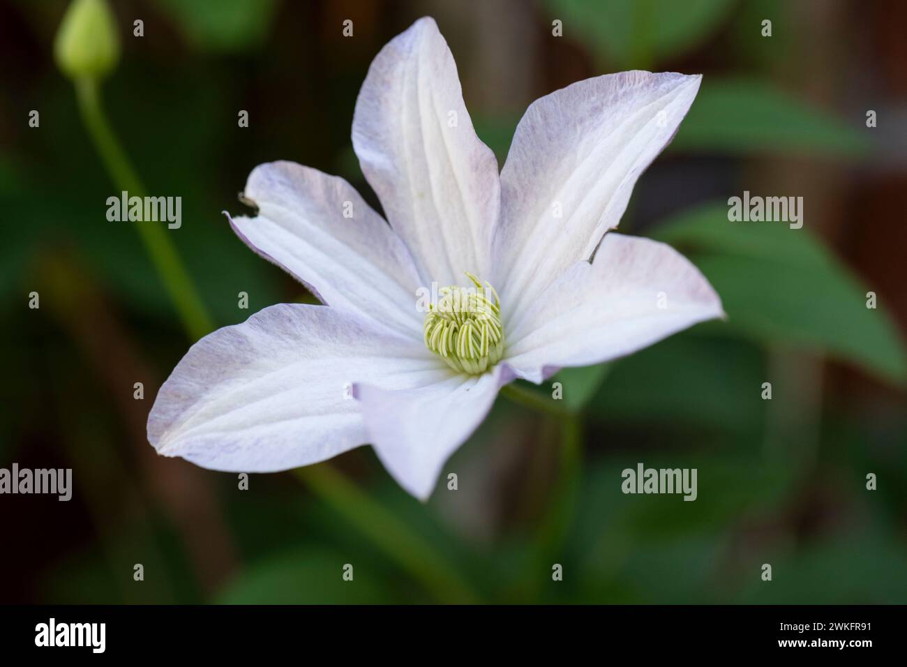 Weiße Clematis-Blume auf der Pflanzenkletterseite des Hauses Stockfoto