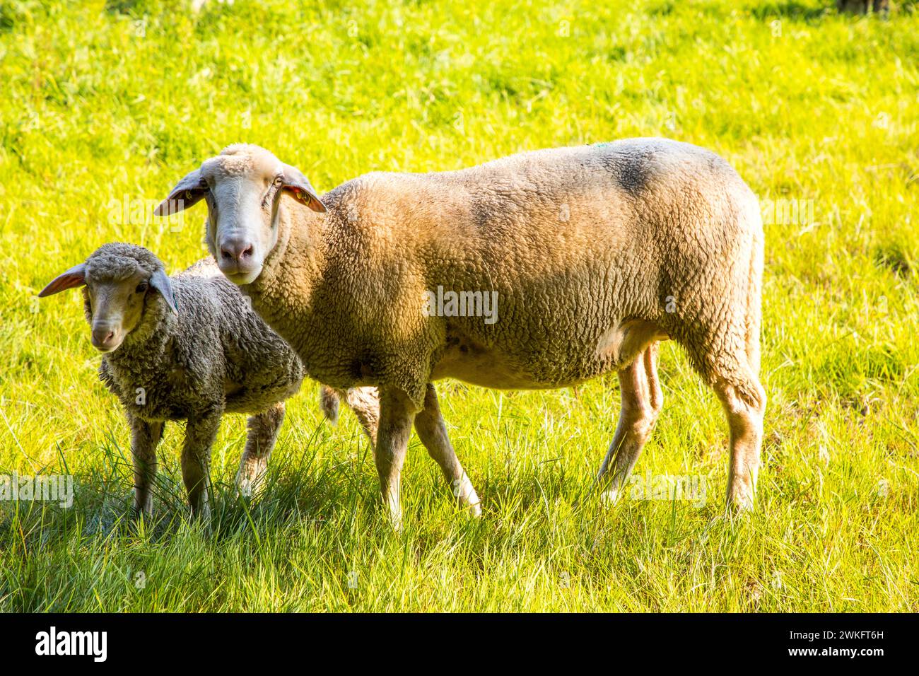 Naturpark Dingdener Heide, Heide- und Moorlandschaften, nördlich des Dorfes Dingden, gehört zu Hamminkeln, Schafherde, Kulturlandschaft Stockfoto