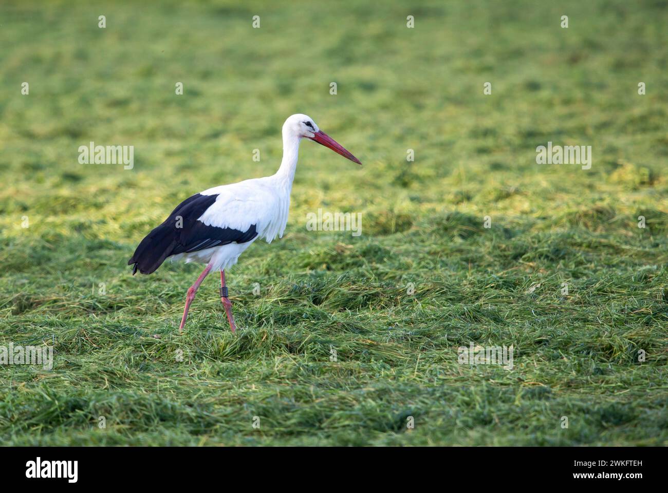 Naturpark Dingdener Heide, Heide- und Moorlandschaften, nördlich des Dorfes Dingden, gehört zu Hamminkeln, Kulturlandschaft, Storch, NRW, Stockfoto