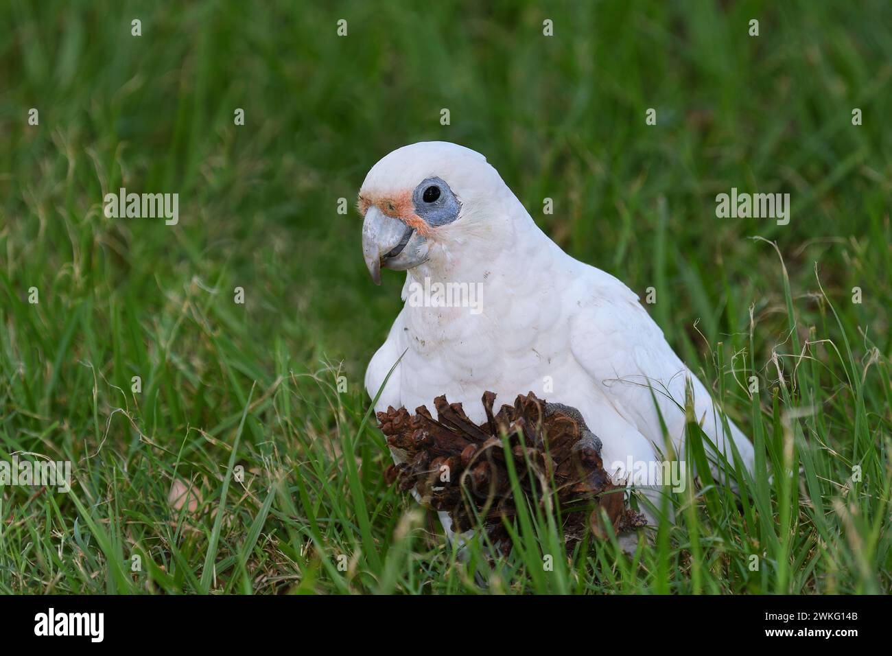 Ein australischer erwachsener kleiner Corella-Cacatua-Sanguinea-Vogel auf dem Boden isst einen Kiefernzapfen und blickt in sanftem Licht in die Kamera Stockfoto