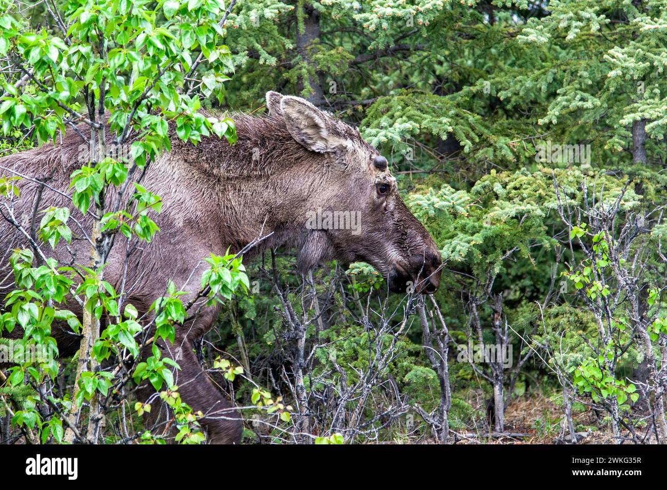 Junger, unreifer männlicher Elch, tief in der Wildnis Alaskas. Stockfoto