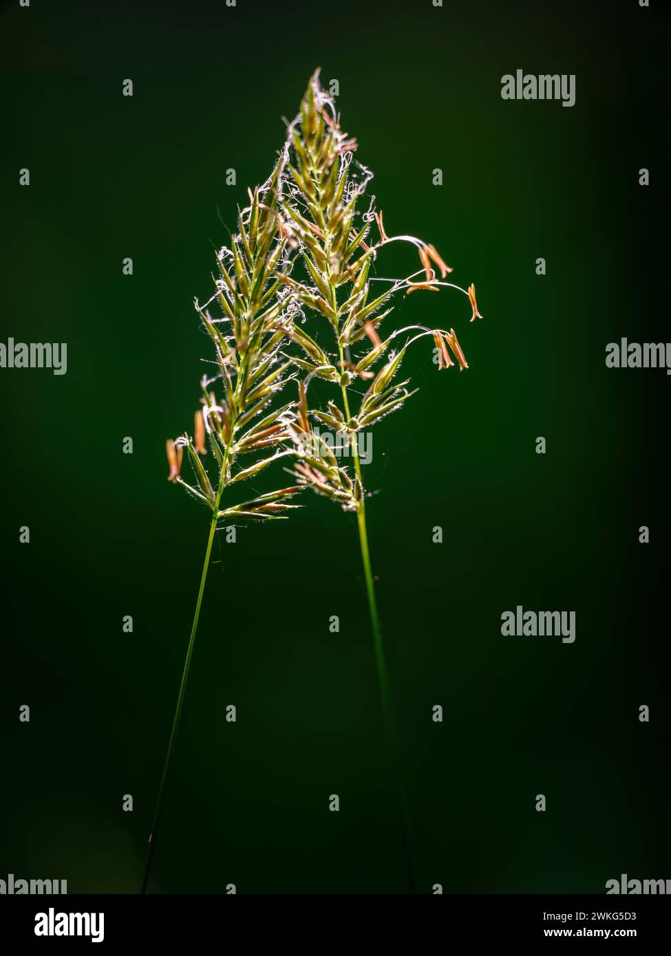 Wiesengräser auf einer Sussex-Wiese. Viel negativer Platz und hintergrundbeleuchtet. Stockfoto