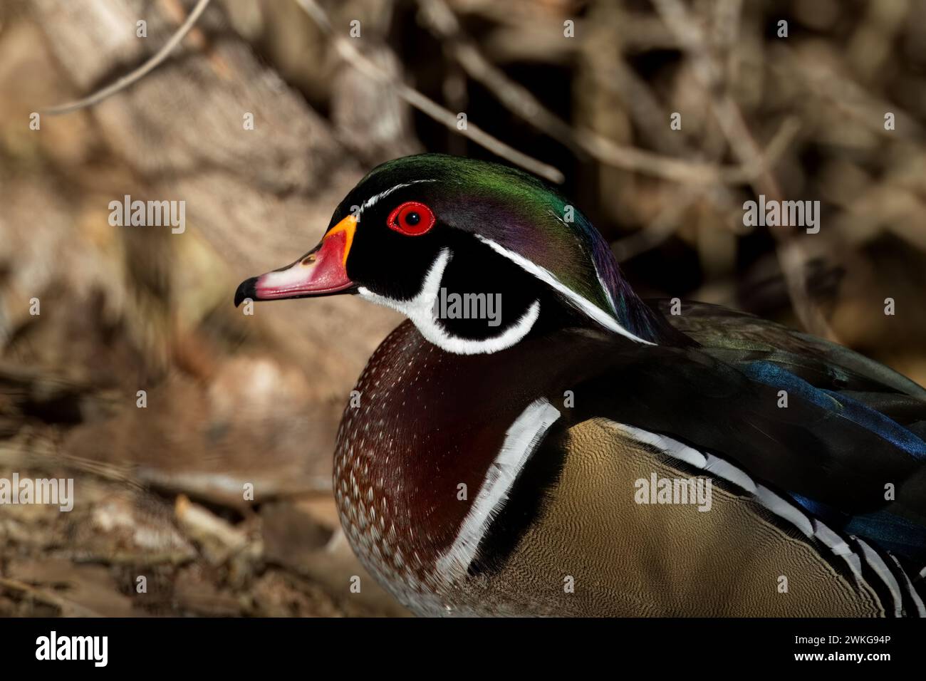 Wunderschöne Farben, auffällige Augen und Gefieder auf wilden männlichen Holzenten im Outdoor-Porträt im Rio Grande Nature Center Stockfoto