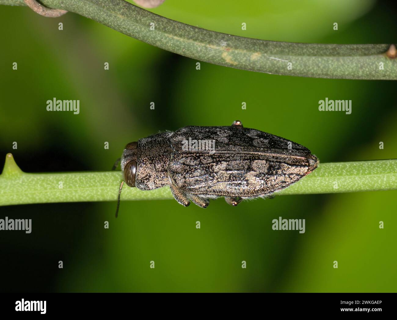 Metallischer Holzbohrkäfer (Chrysobothris shawnee) an einem Pflanzenstamm in Houston, USA, dorsale Ansicht. Buprestidae-Familie der USA. Stockfoto