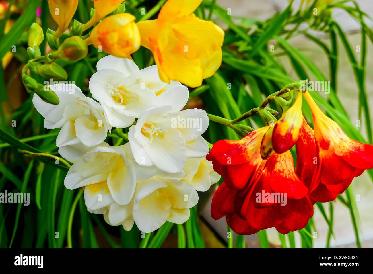 Gelb, rot und weiß Freesia wächst in einem Topf in einem südkalifornischen Hinterhof. USA Stockfoto