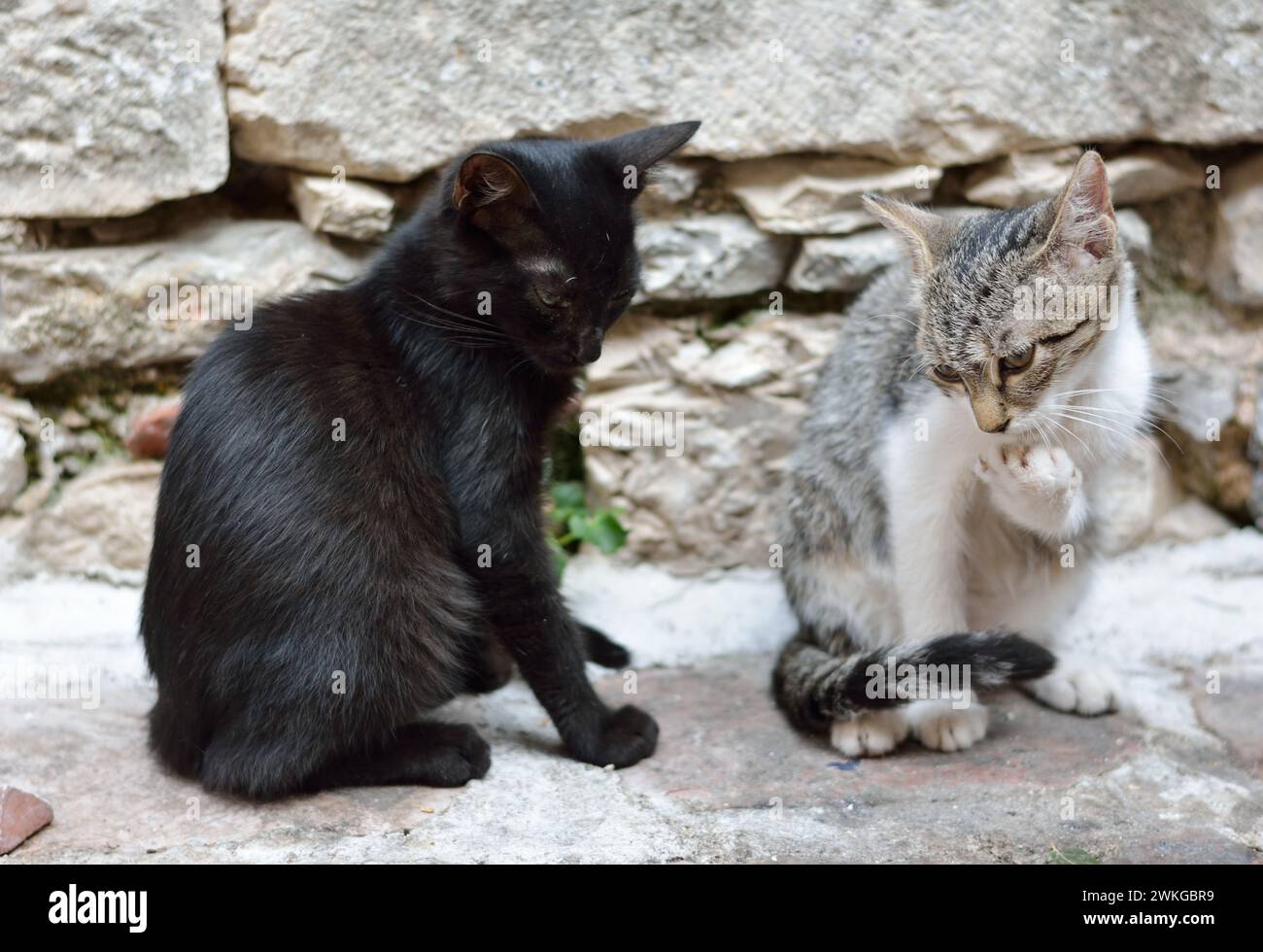 Zwei Katzen auf der Straße Stockfoto