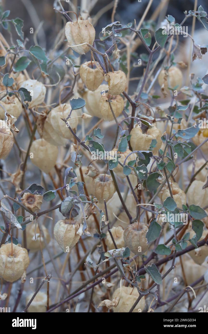 Yellow Nightshade Groundcherry, Physalis Crassifolia, ein einheimisches Kraut mit braunen Schalen, die Beerenfrüchte umschließen, Winter in der Borrego Valley Wüste. Stockfoto