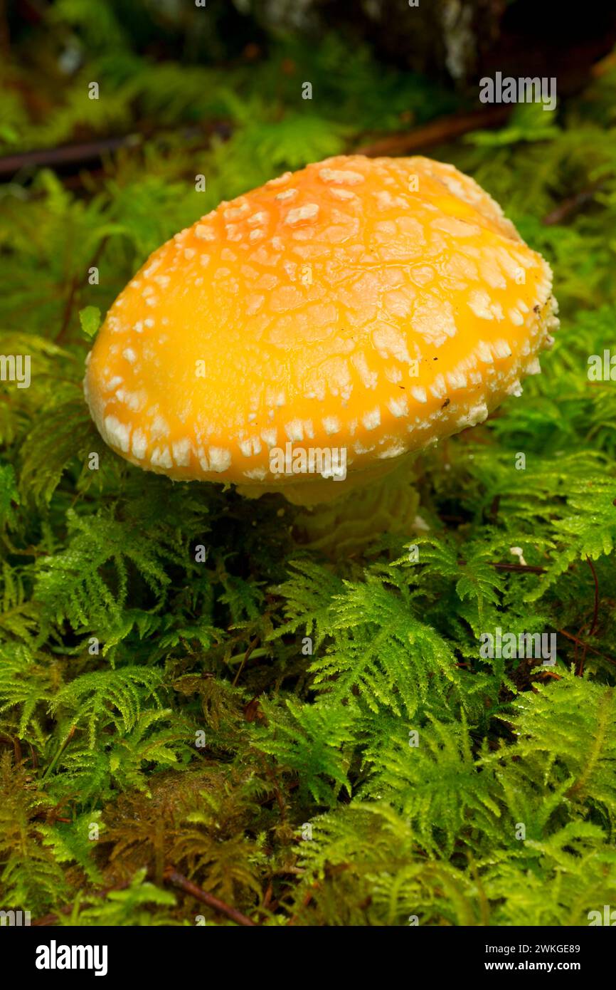 Pilz Creek Trail entlang Opal, Opal Creek malerischen Erholungsgebiet, Willamette National Forest, Oregon Stockfoto