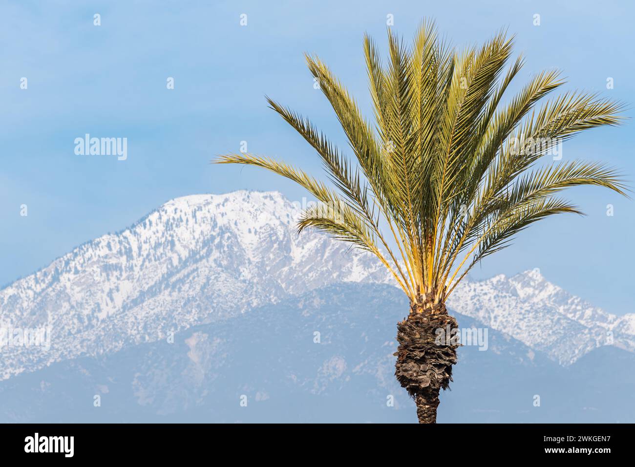 Vordergrundrahmen rechts: Palme. Mittelweg: San Gabriel Ausläufer. Hintergrund: Schneebedeckter 8.862-Fuß-Cucamonga Peak in Südkalifornien. Stockfoto