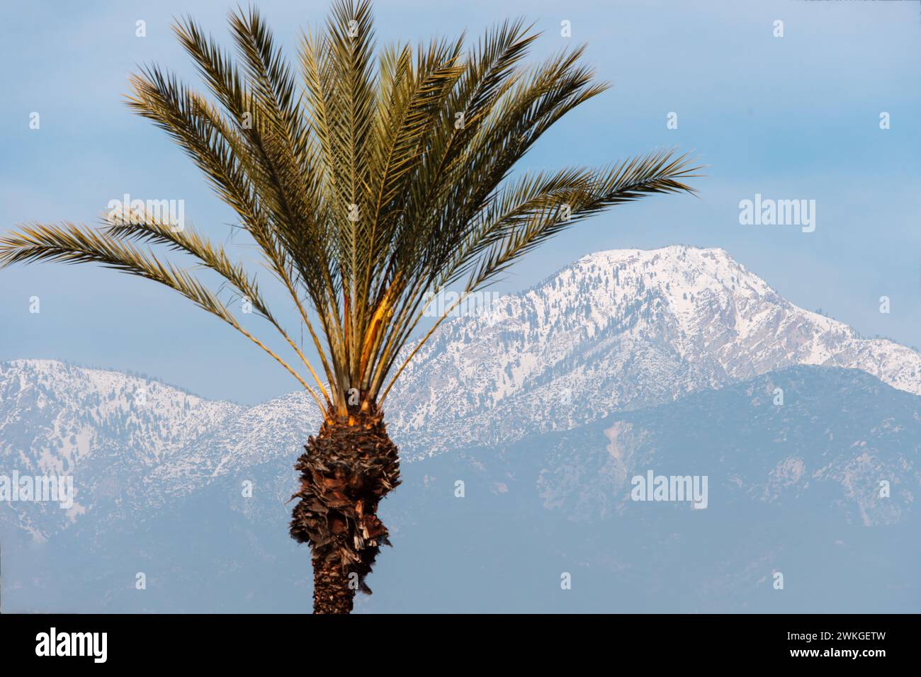 Vordergrundrahmen links: Palme. Mittelweg: San Gabriel Ausläufer. Hintergrund: Schneebedeckter 8.862-Fuß-Cucamonga Peak in Südkalifornien. Stockfoto