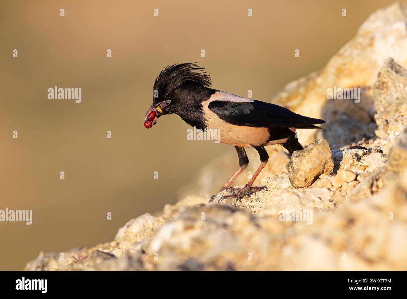 Roseatstarling (Pastor roseus), ausgewachsener Vogel mit Futter, Dobruja, Rumänien Stockfoto