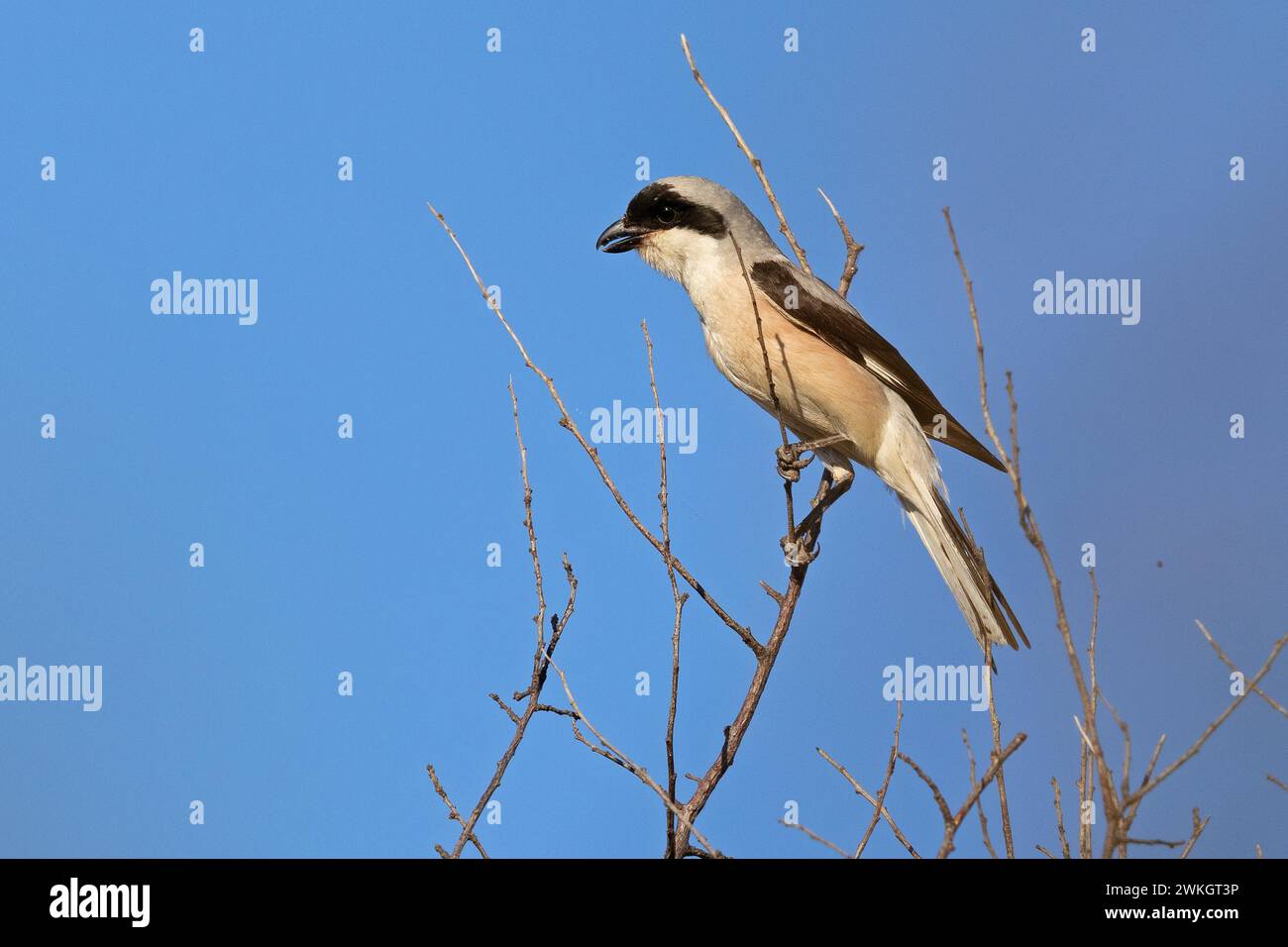 Kleiner grauer Krabbelkrebse (Lanius minor), Dobruja, Bulgarien Stockfoto