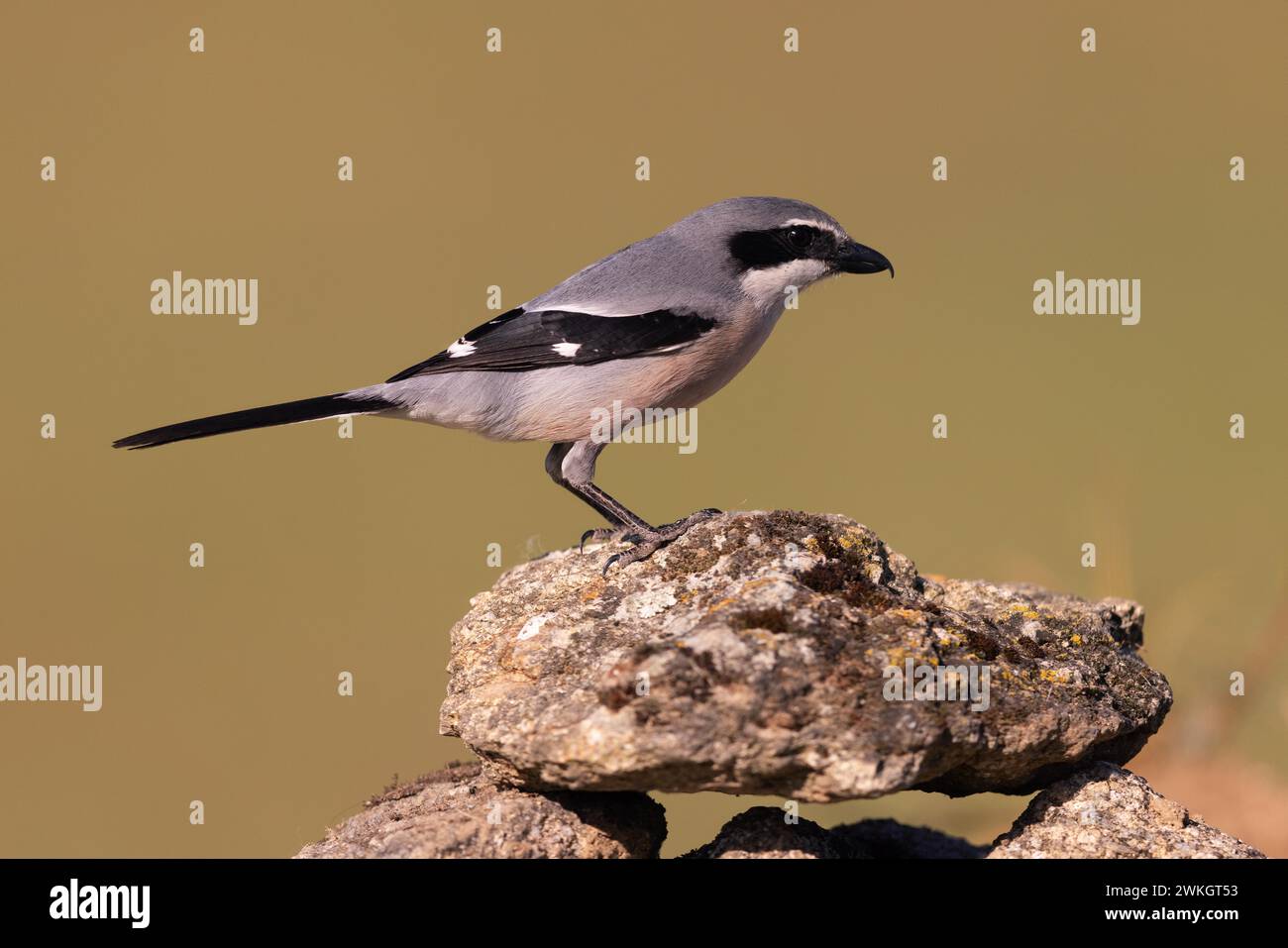 Iberischer Graukrabben (Lanius meridionalis), Südlicher Graukrabben, Fuerteventura, Extremadura, Spanien Stockfoto