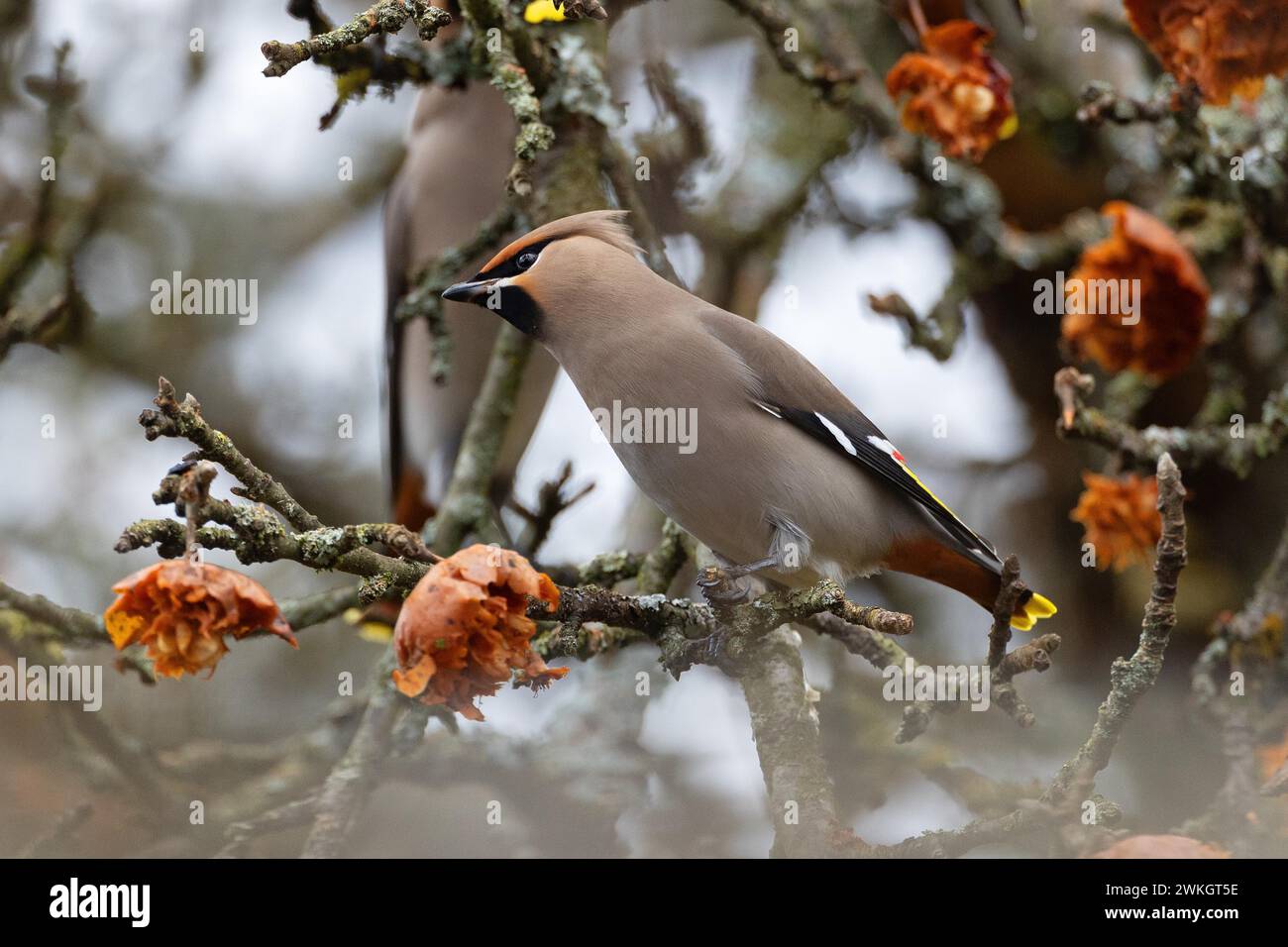 Böhmischer Wachsflügel (Bombycilla garrulus), Winterbesucher, Invasionsvogel, Thüringen, Deutschland Stockfoto