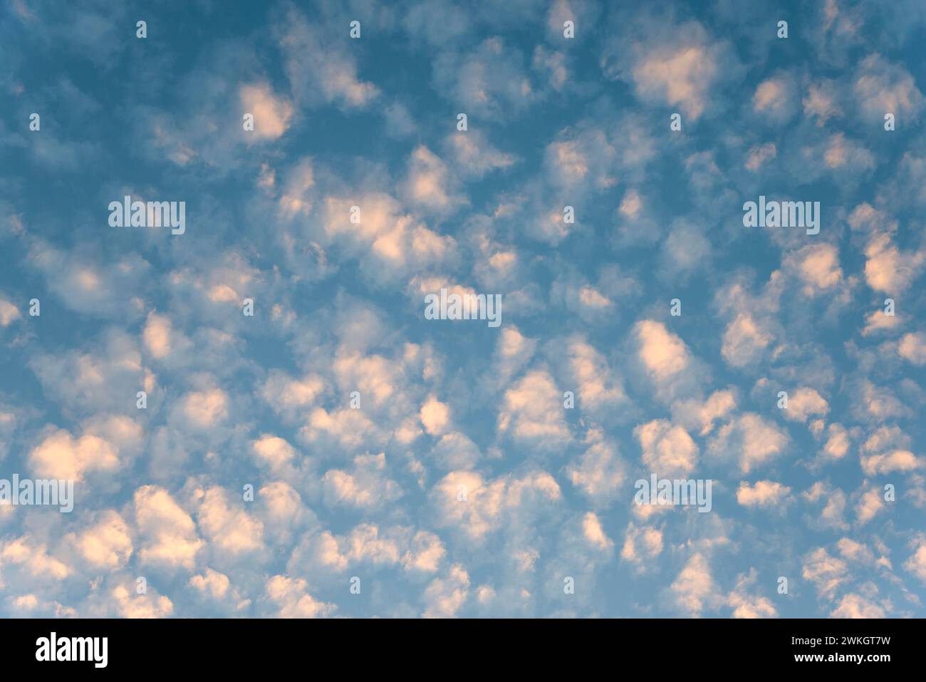 Ein friedlicher Himmel mit flauschigen Wolken in der Abenddämmerung, Cirrocumulus, hohe flauschige Wolken, Ilsede, Niedersachsen, Deutschland Stockfoto