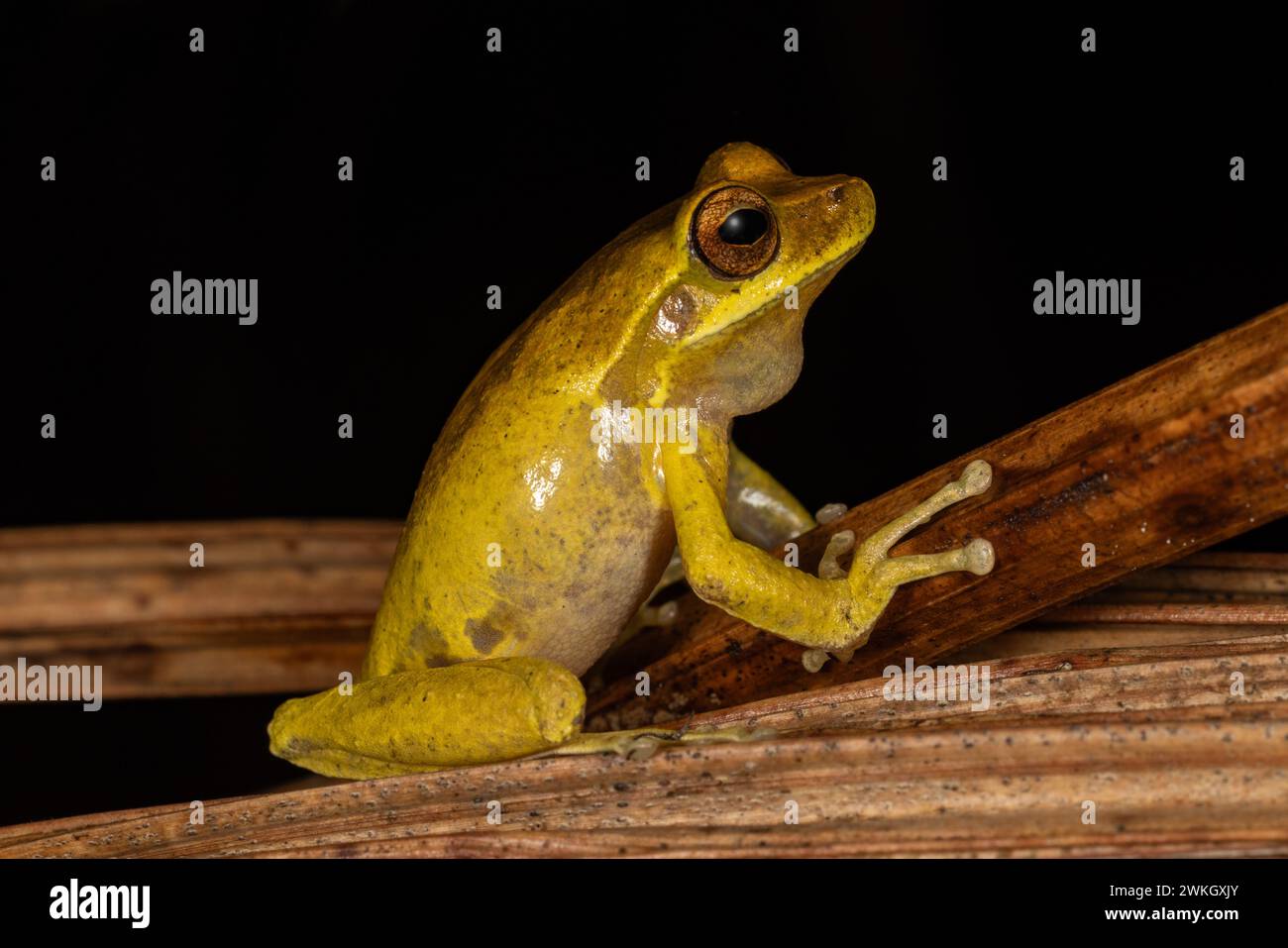 Lachender Baumfrosch ruft Baumzweig an Stockfoto