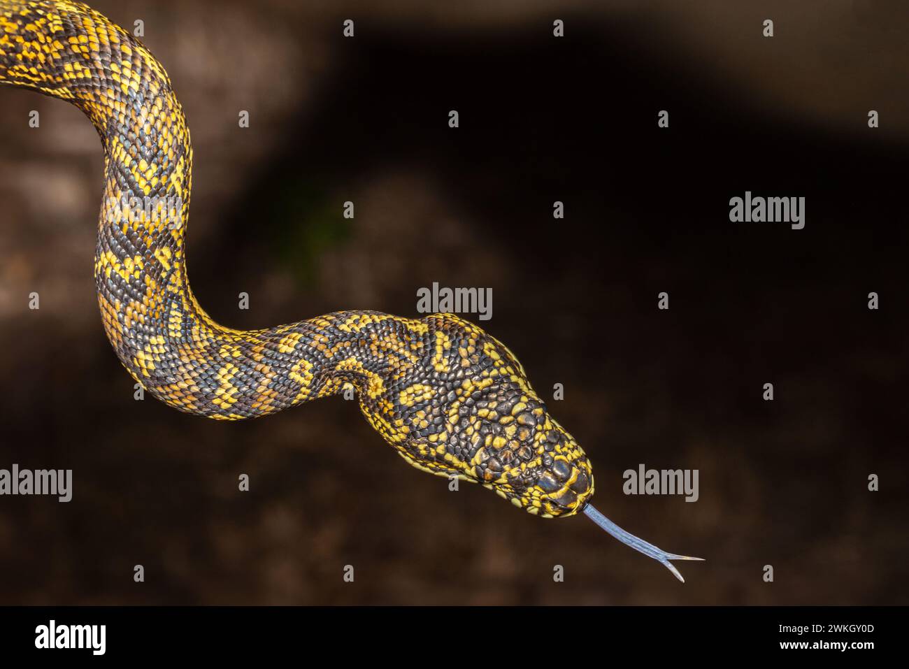 Australischer Teppich Diamant Python Intergrade Stockfoto