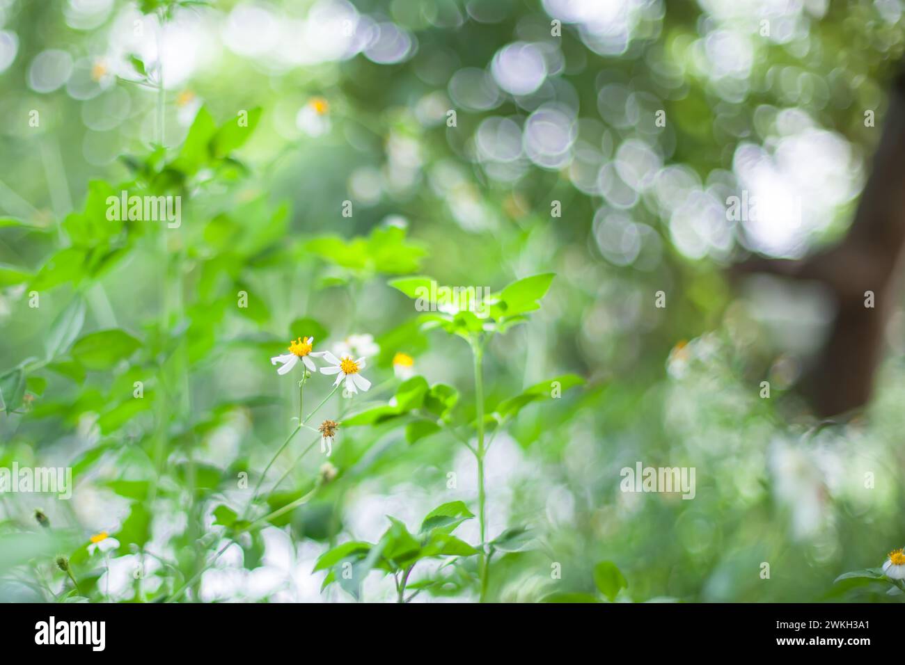 Bidens Pilosa Gänseblümchen wachsen am Fluss wild Stockfoto