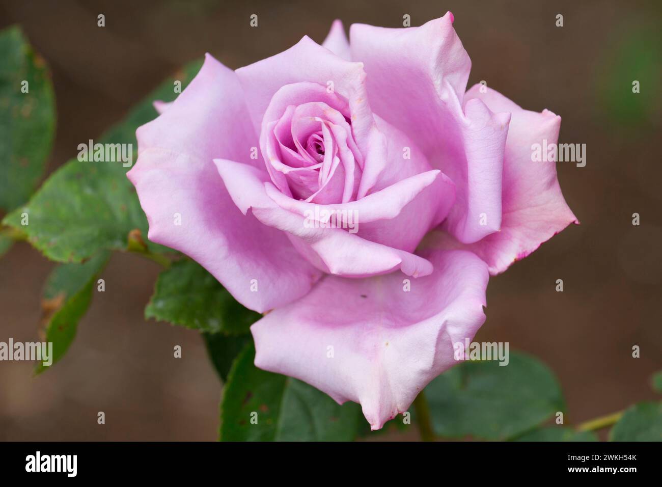 Blaue Mädchen Rose, Erbstück Rosen, St. Paul, Minnesota Stockfoto