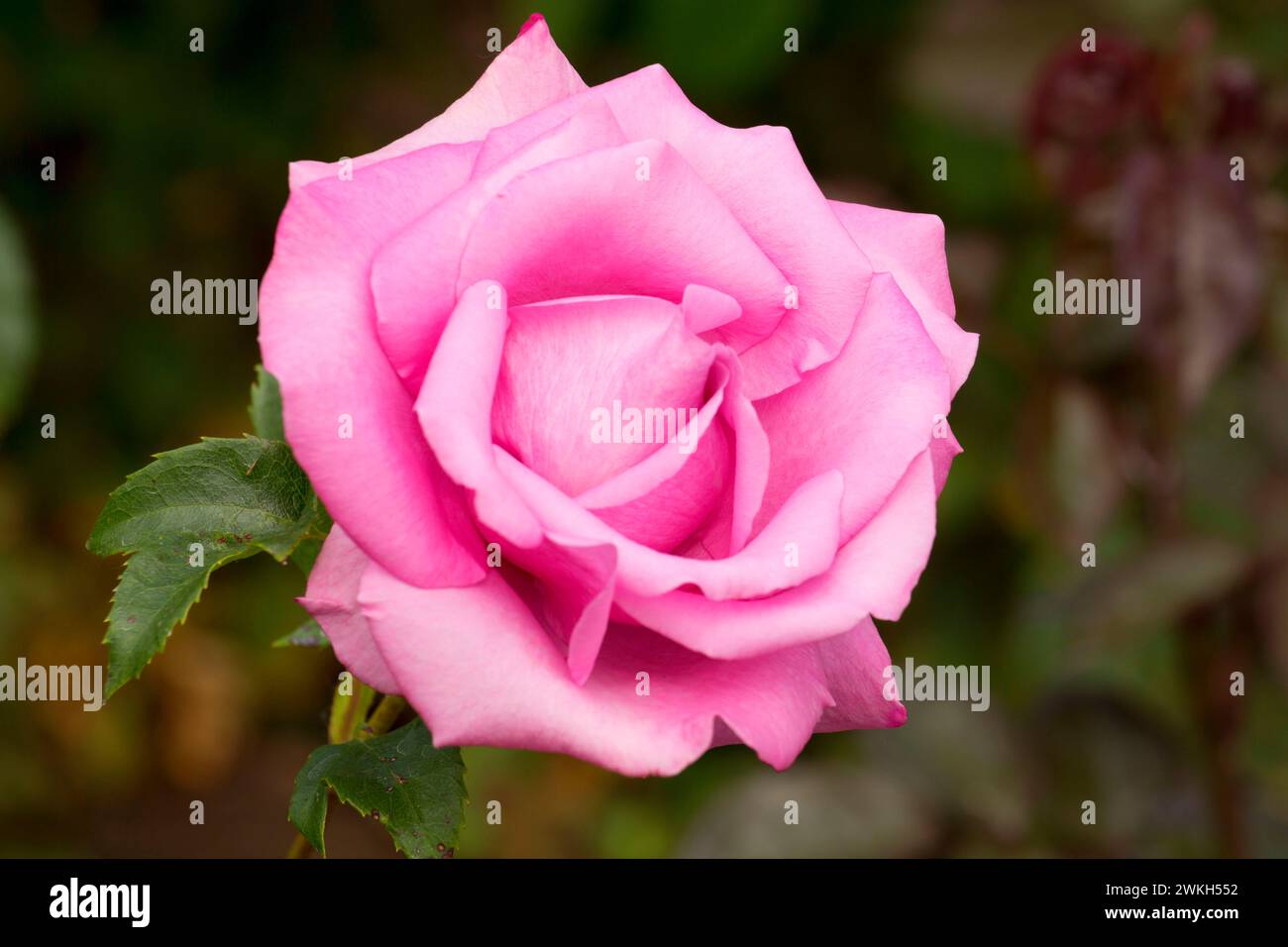 Duftende Pflaume Rose, Erbstück Rosen, St. Paul, Oregon Stockfoto