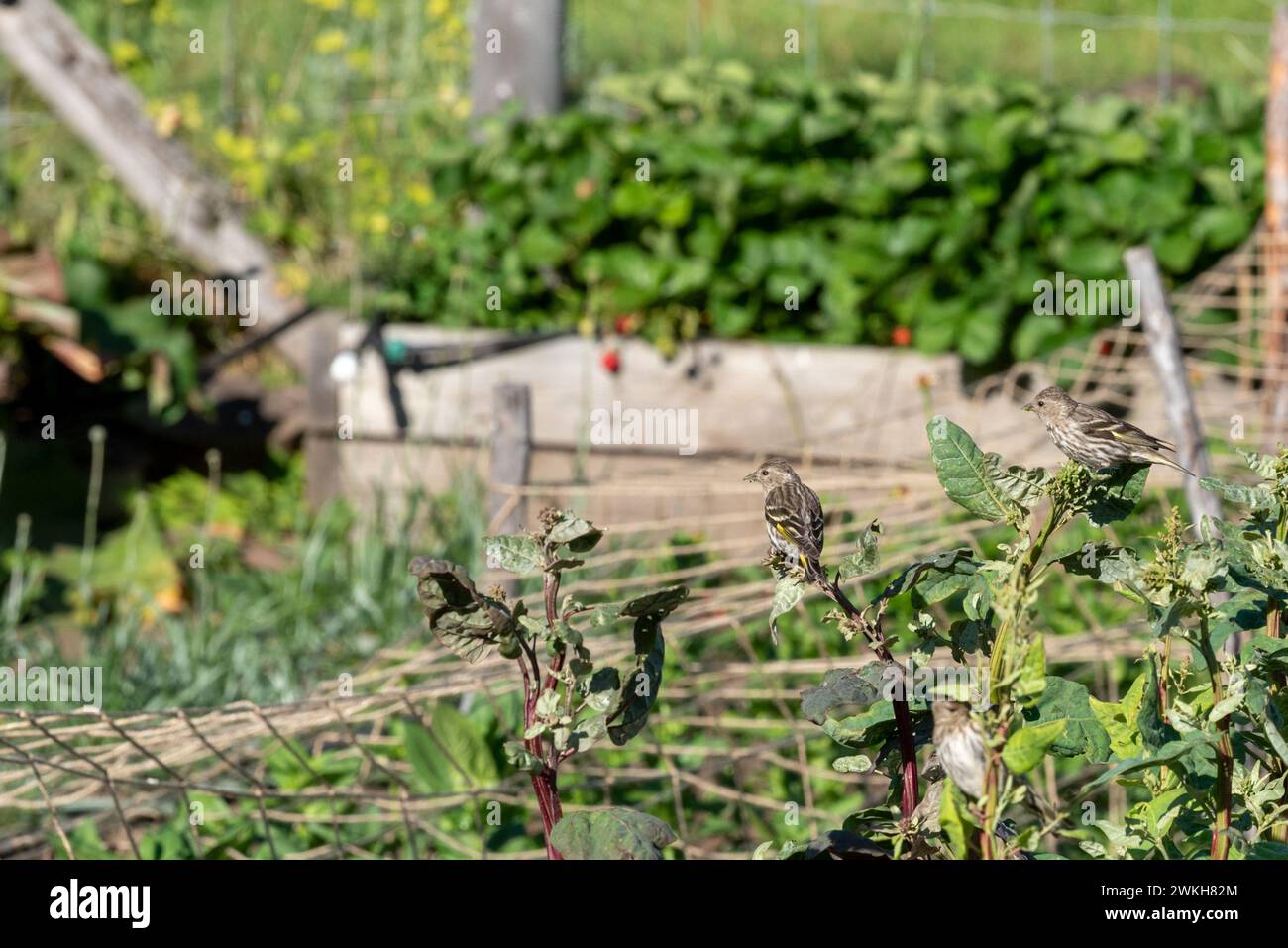 Piniensiskins in einem Garten in der Minam River Lodge in Oregons Wallowa Mountains. Stockfoto