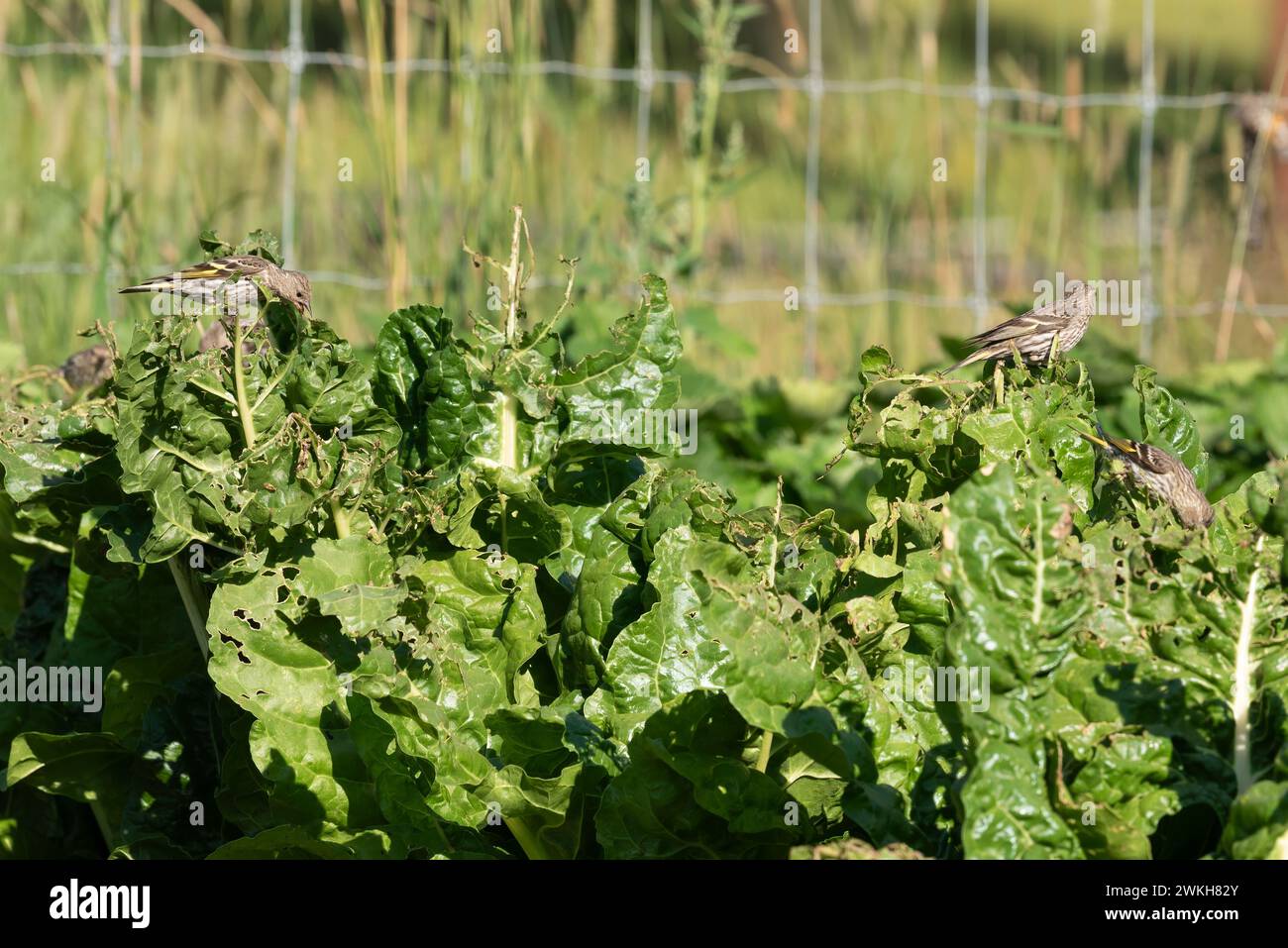 Piniensiskins auf Mangold in einem Garten in der Minam River Lodge in den Wallowa Mountains von Oregon. Stockfoto