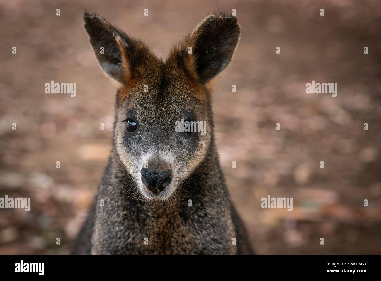 Wallaby, im Kangaroo Island Wildlife Park, Kangaroo Island, South AustraliaKangaroo Island, South Australia Stockfoto