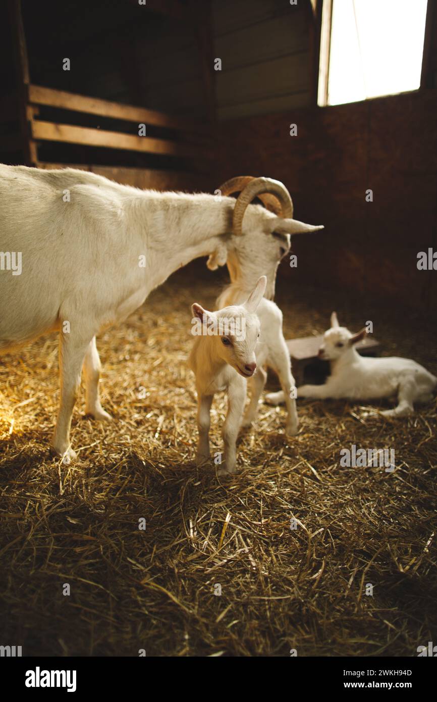 Eine Ziegenmutter mit ihren Kindern auf einer kleinen Farm in Ontario, Kanada Stockfoto