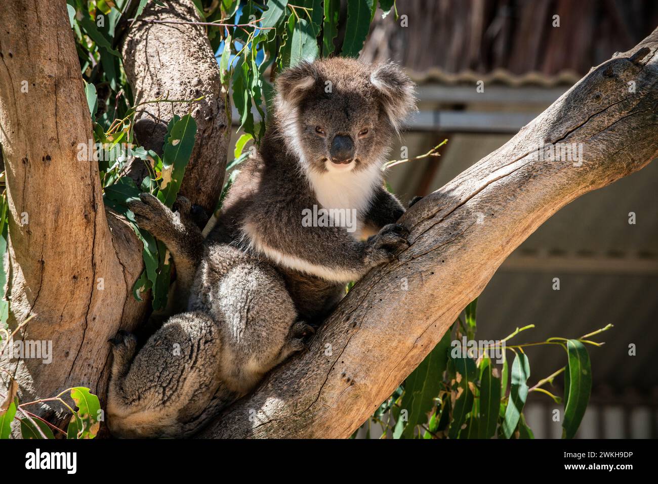 Koala, im Kangaroo Island Wildlife Park, Kangaroo Island, South Australia Stockfoto