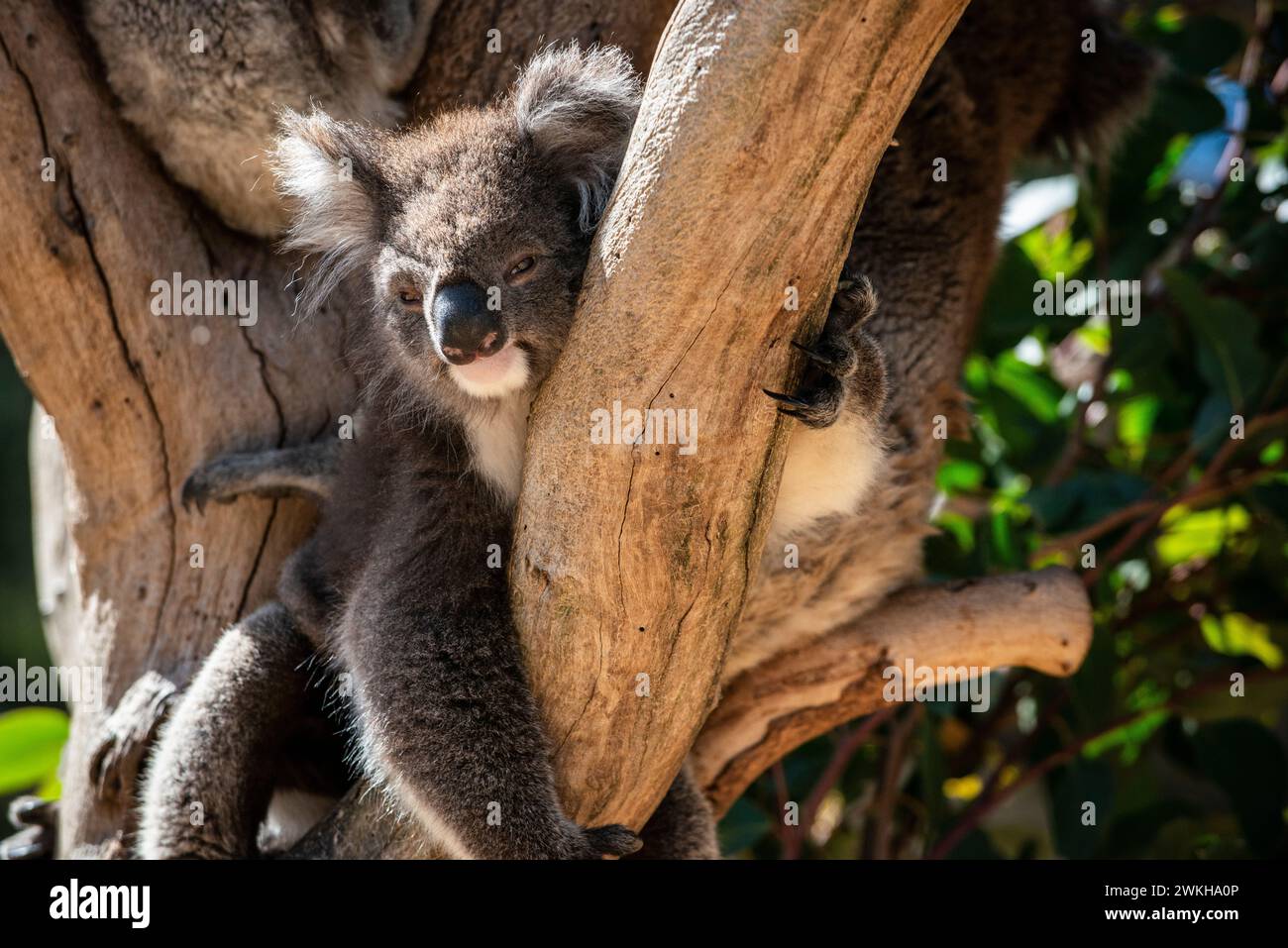 Koala, im Kangaroo Island Wildlife Park, Kangaroo Island, South Australia Stockfoto