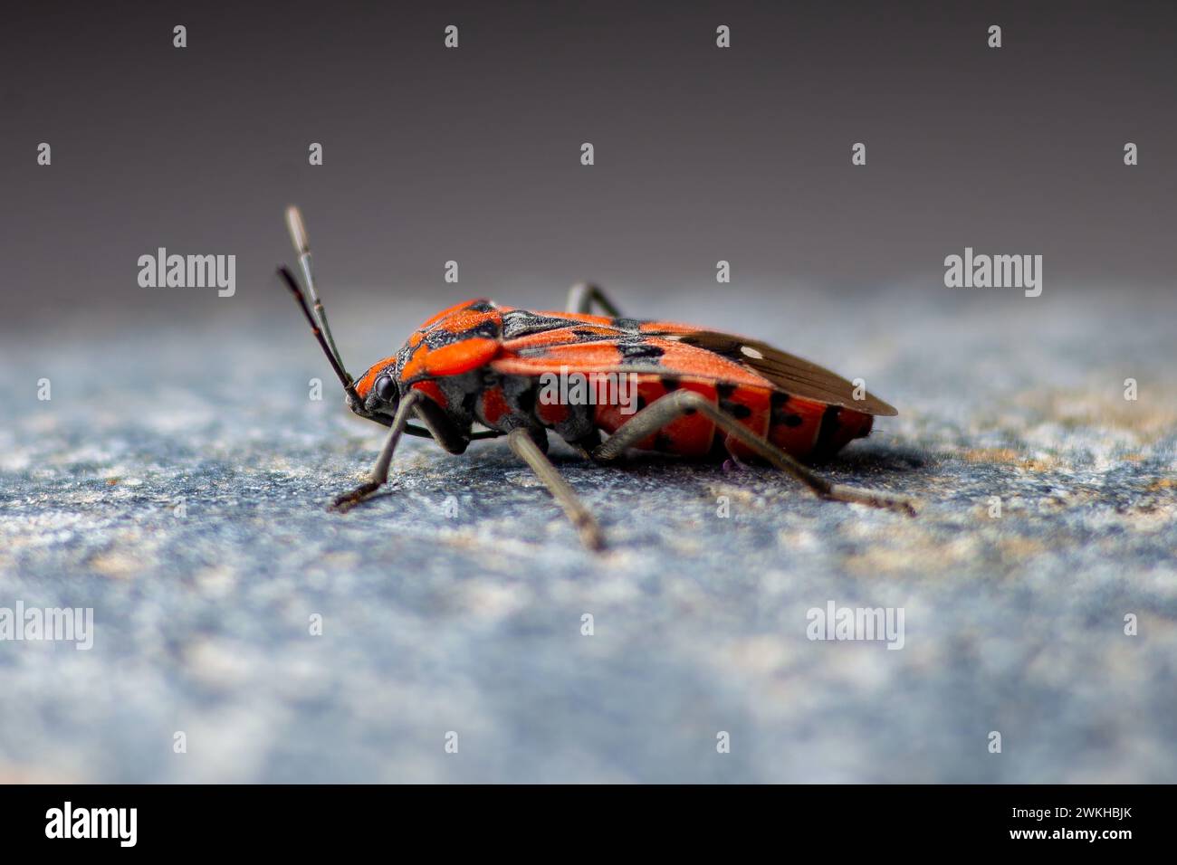 Eine Nahaufnahme eines Feuerwanzes, Pyrrhocoris apterus Insekt Stockfoto