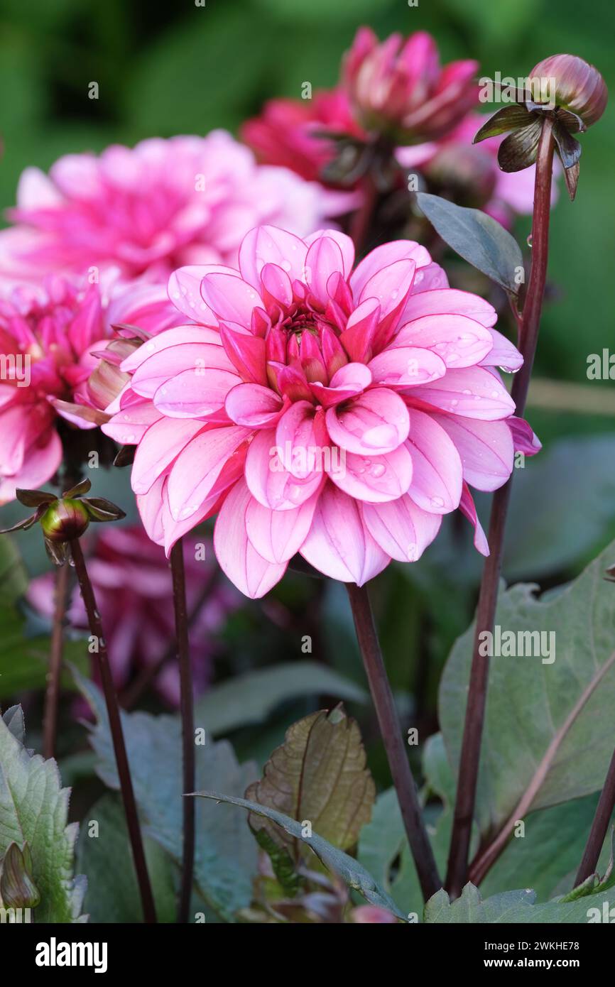 Dekorative Dahlia Melissa Anna Marijke, Kirschmitte, hellviolette Röschen, rötlich-violette Adern Stockfoto