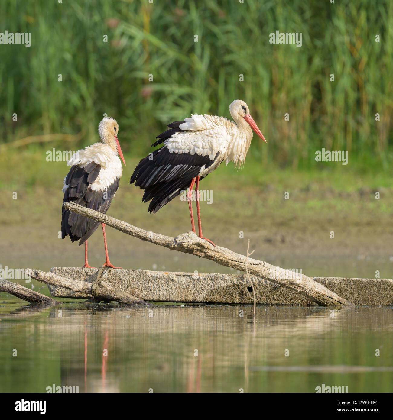 Zwei Weißstörche stehen auf einem Stück Holz, sonniger Herbsttag in Niederösterreich Stockfoto