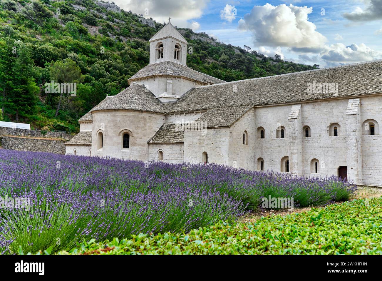 Cultivo de Lavanda en flor, Abbaye Notre-Dame de Sénanque, Gordes, Vaucluse, Provence-Alpes-Côte d’Azur, Frankreich, Europa Stockfoto