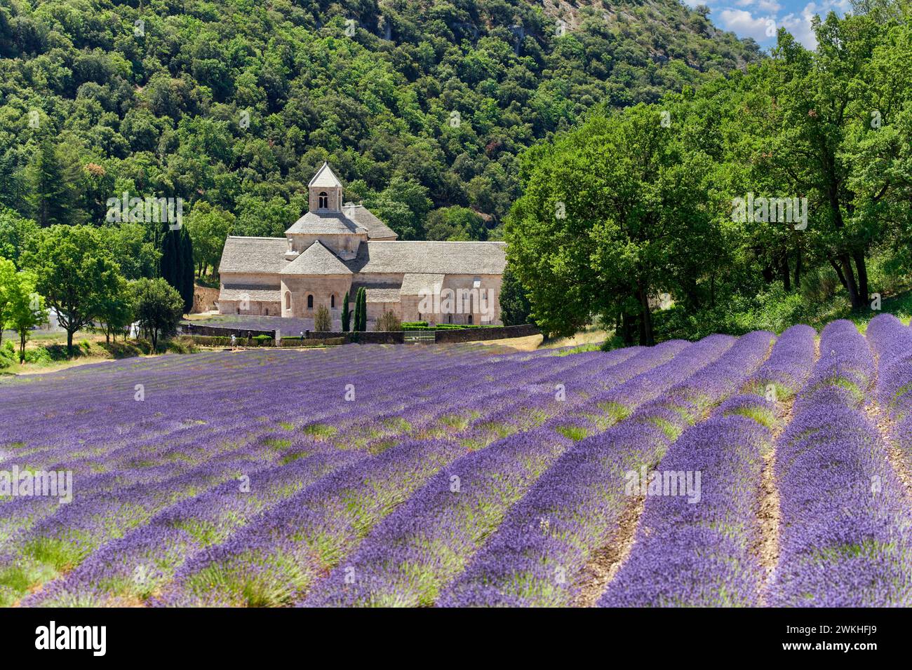 Cultivo de Lavanda en flor, Abbaye Notre-Dame de Sénanque, Gordes, Vaucluse, Provence-Alpes-Côte d’Azur, Frankreich, Europa Stockfoto