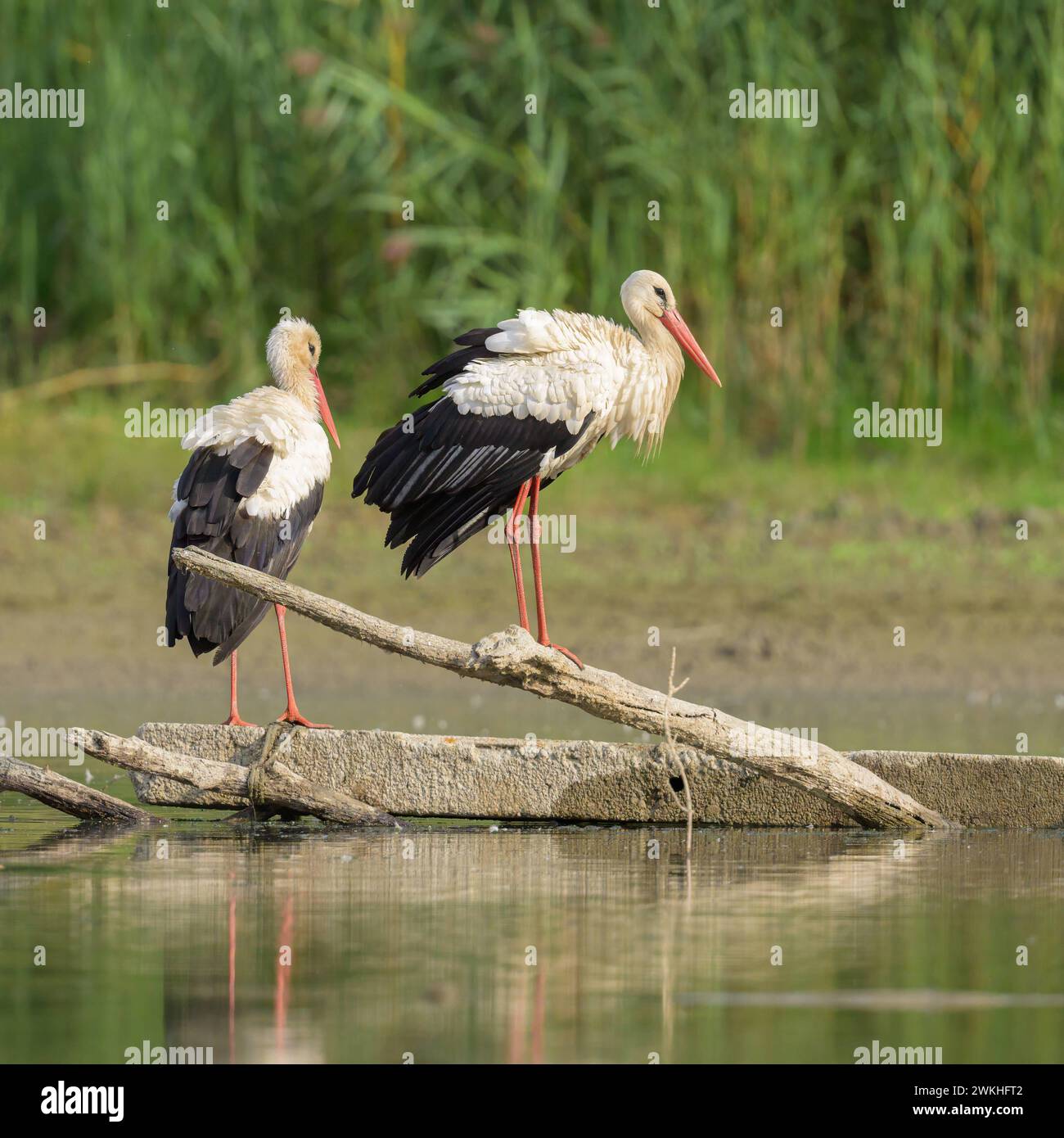 Zwei Weißstörche stehen auf einem Stück Holz, sonniger Herbsttag in Niederösterreich Fischamend Österreich Stockfoto