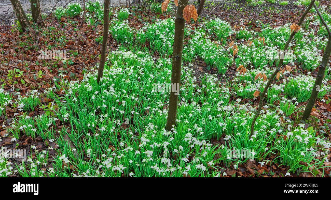 Eine Ausbreitung von Schneeglöckchen im Wald im East Carlton Country Park, Corby, England, am 18. Februar 2024. Stockfoto