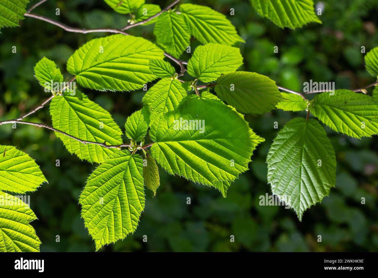 Frische grüne Hazel-Blätter im Frühling nahe am Ast des Baumes mit durchsichtigen Strukturen vor verschwommenem Hintergrund. Natürlicher Hintergrund. Stockfoto