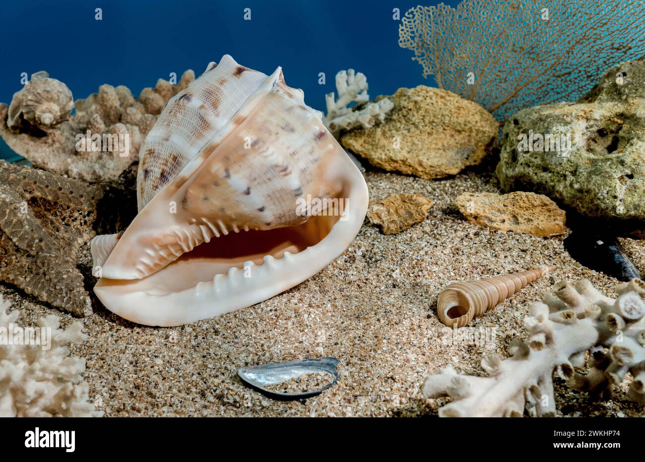 Cassis Cornuta Muschel oder Gehörnter Helm unter Wasser. Muschel auf dem Meeresboden Stockfoto