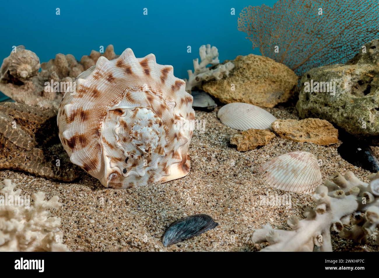 Cassis Cornuta Muschel oder Gehörnter Helm unter Wasser. Muschel auf dem Meeresboden Stockfoto