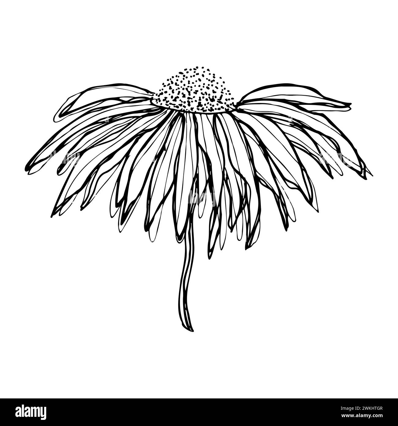 Handgezeichnete schwarze Kritzelskizze von einzelnen Gänseblümchen-Kamillenechinacea auf weißem Hintergrund. Vektorabbildung Stock Vektor