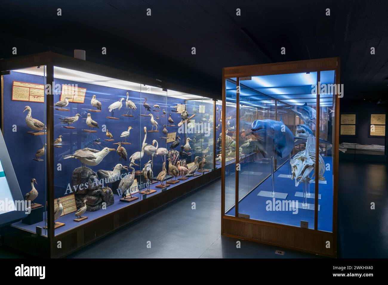 Das Vasco da Gama Aquarium in Alges, Lissabon District, Portugal. Ausstellungsraum für Sammlungen im historischen Museumsaquarium, eröffnet 1898. Stockfoto