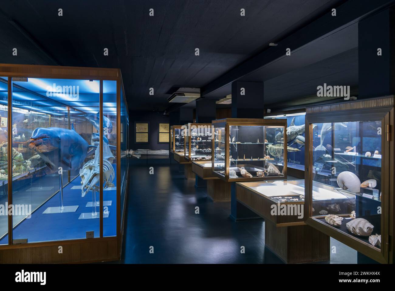 Das Vasco da Gama Aquarium in Alges, Lissabon District, Portugal. Ausstellungsraum für Sammlungen im historischen Museumsaquarium, eröffnet 1898. Stockfoto